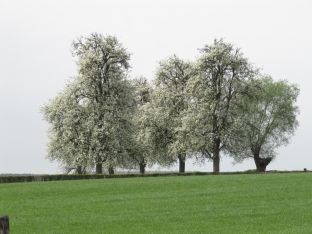 We Verzorgen Wandelarrangementen Van O.a. Het Krijtlandpad